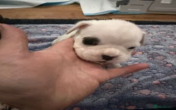 Boxer dogs for sale: Boxer puppies  - Image 13