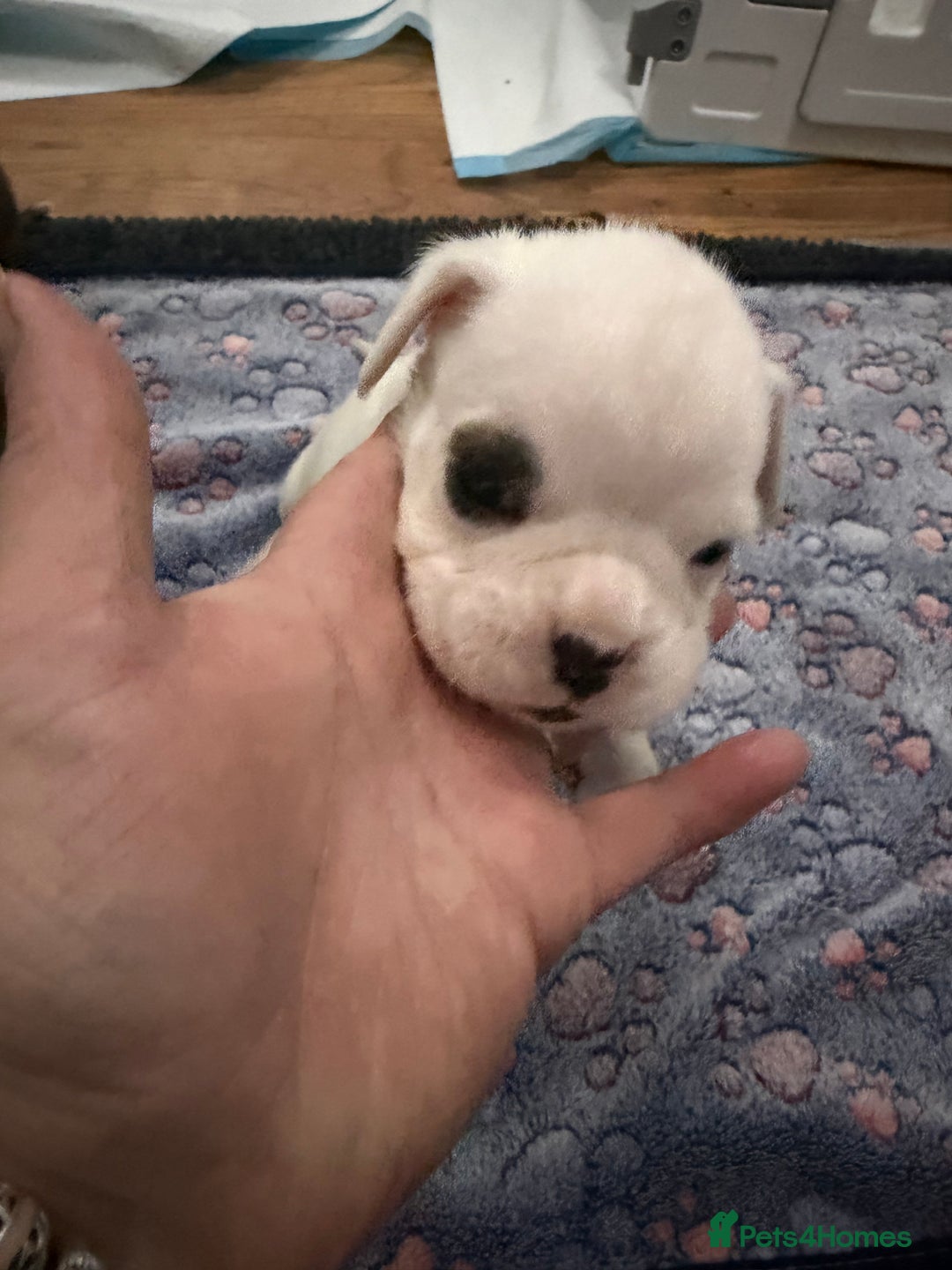 Boxer dogs for sale: Boxer puppies  - Image 13