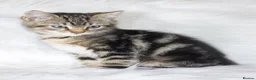 Mixed Breed cats for sale: Stunning Male Tabby Kitten  - Advert 1