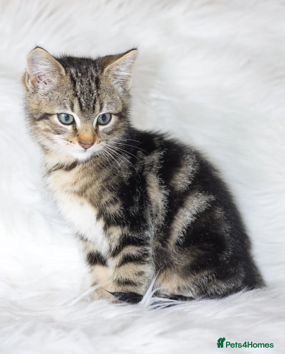 Mixed Breed cats for sale: Stunning Male Tabby Kitten  - Advert 1