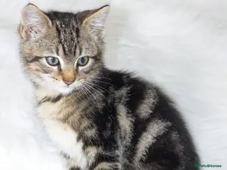 Mixed Breed cats Stunning Male Tabby Kitten - Advert 5
