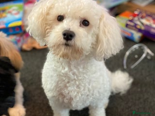 Bichon Frise dogs in Rotherham - Advert 1