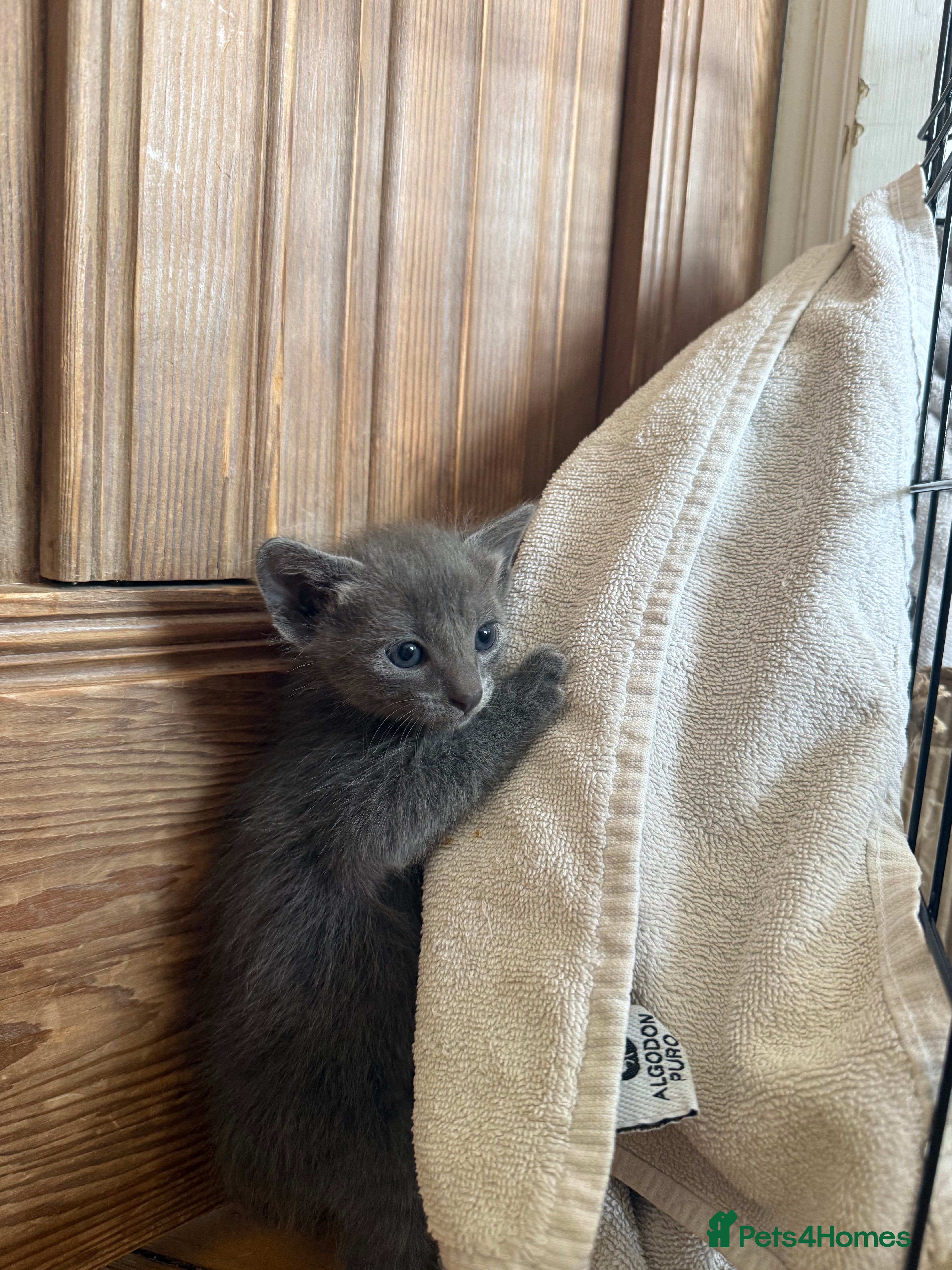 Mixed Breed cats Half Siamese beautiful kittens  - Advert 2