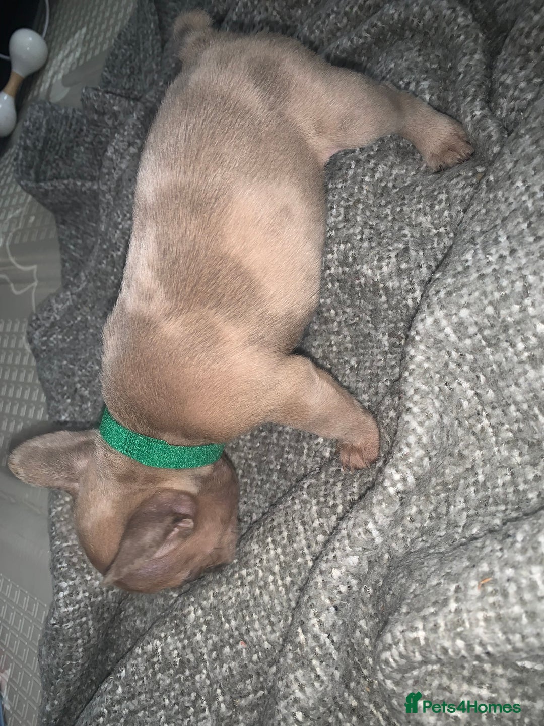 French Bulldog dogs for sale: REDUCED!!🥰Ready SOON 🐾 French bulldog puppies - Image 6