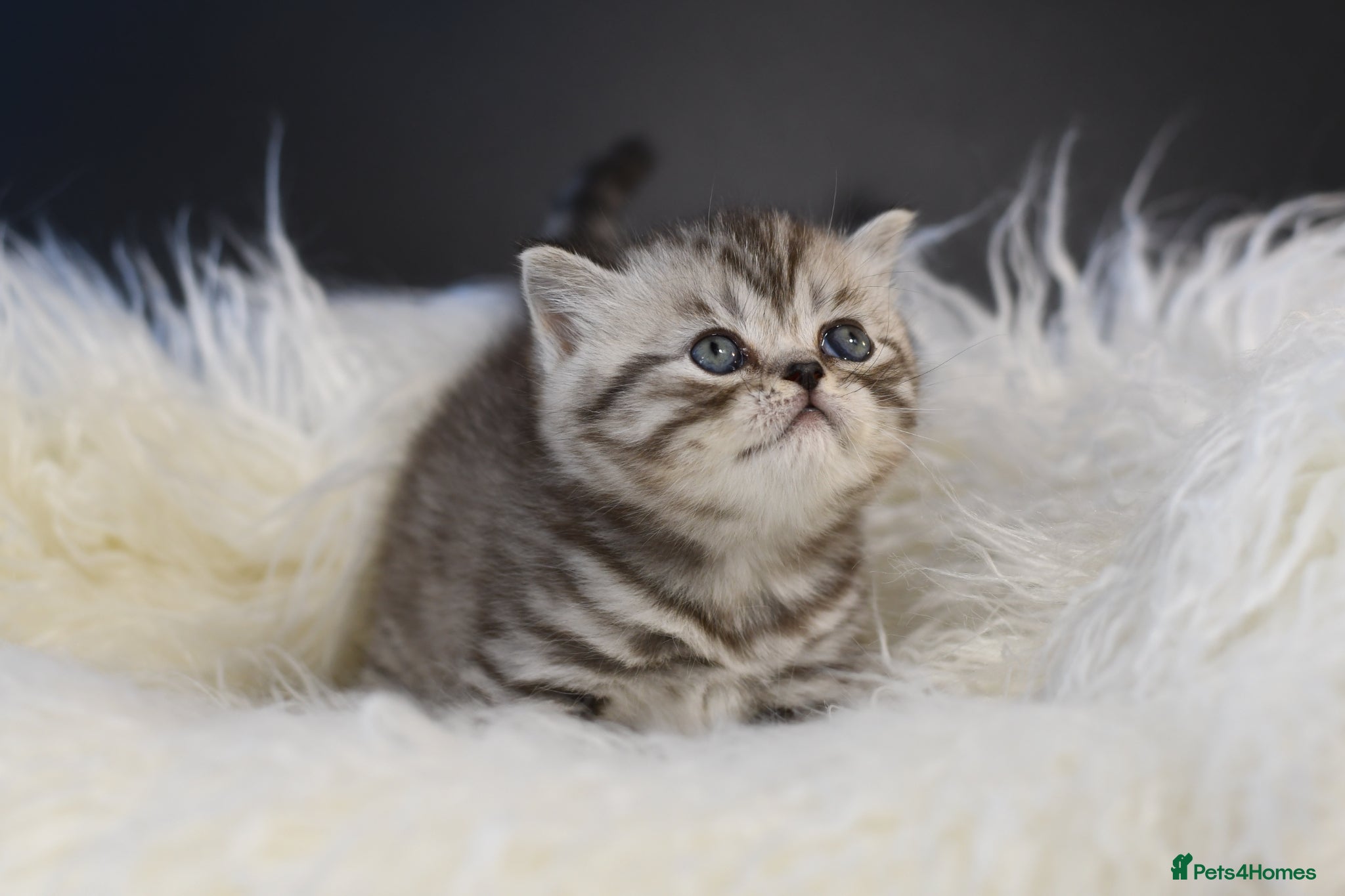 Scottish Fold cats LICENSED CATTERY, PURE BREED TOP QUALITY KITTENS - Advert 1