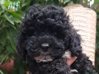 Shihpoo dogs ❤️Beautiful Shihpoo's❤️ - Advert 1