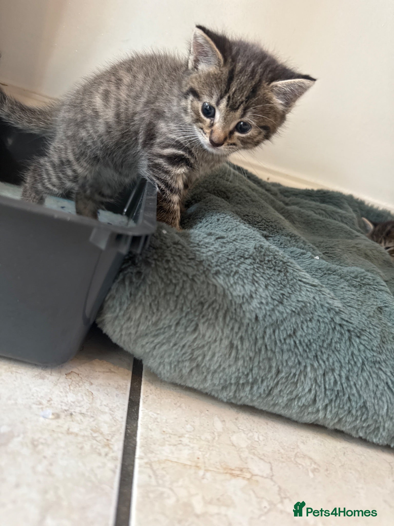 Mixed Breed cats Half ragdoll half silver bengal  - Advert 17