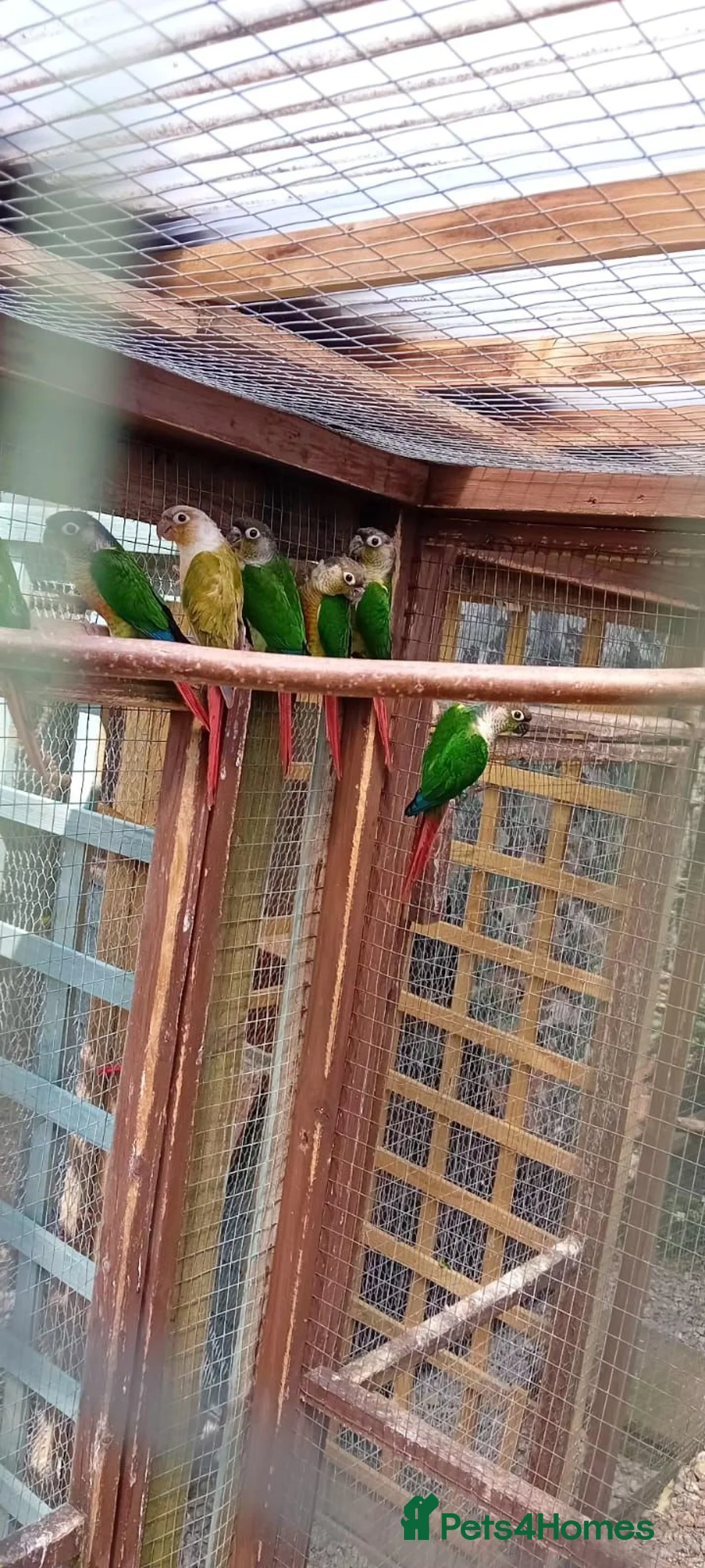 Conures birds for sale: Blackhead green cheek conures - Advert 4