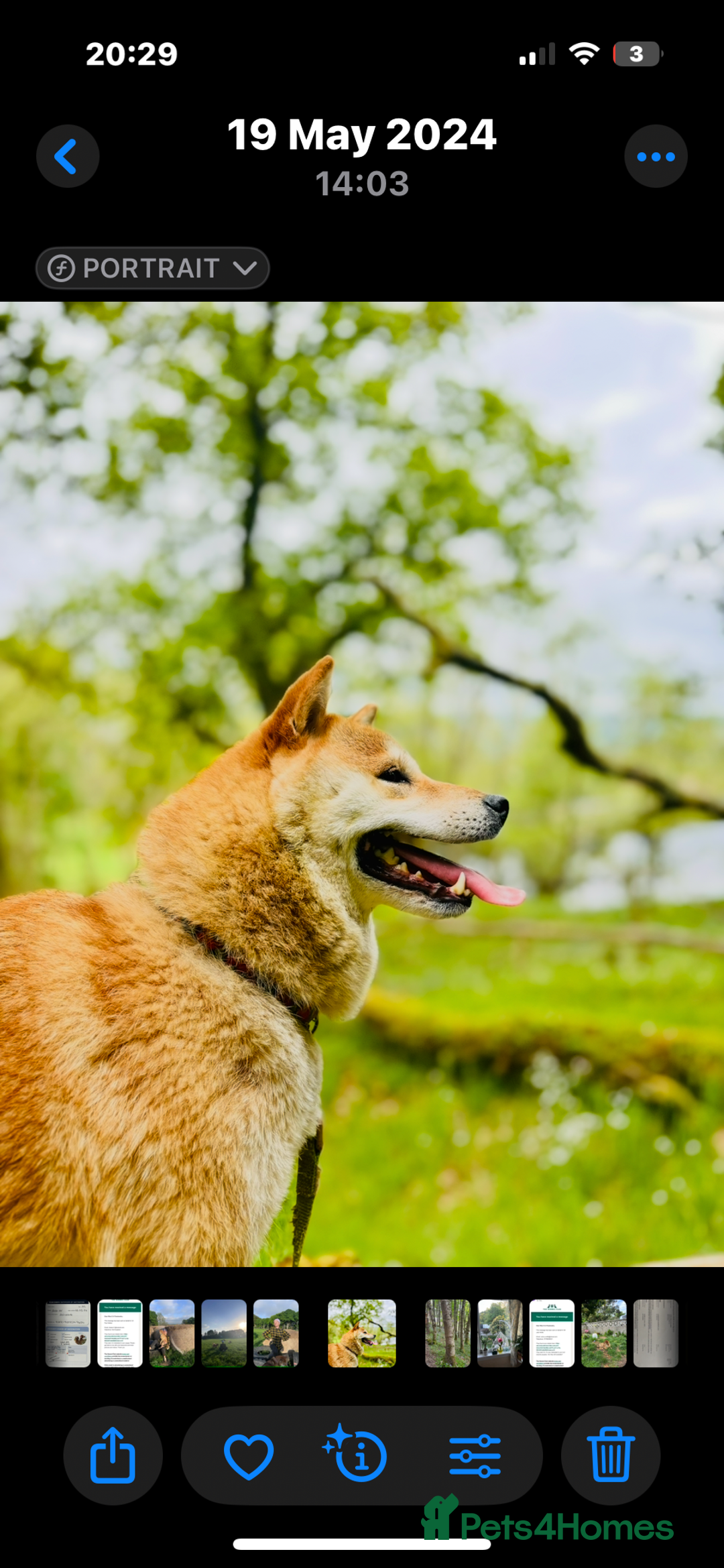 Japanese Shiba Inu dogs for sale: 10 weeks old KC Black/Tan Boy 💖 - Advert 16