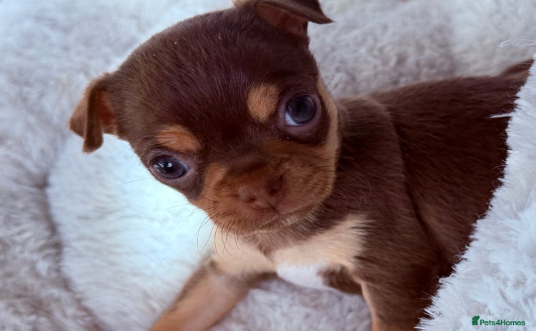Chihuahua dogs - Advert 2