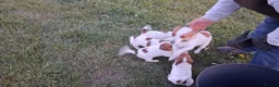 Jack Russell dogs for sale: Ideal working or family Jack russel pups in Northampton - Advert 6