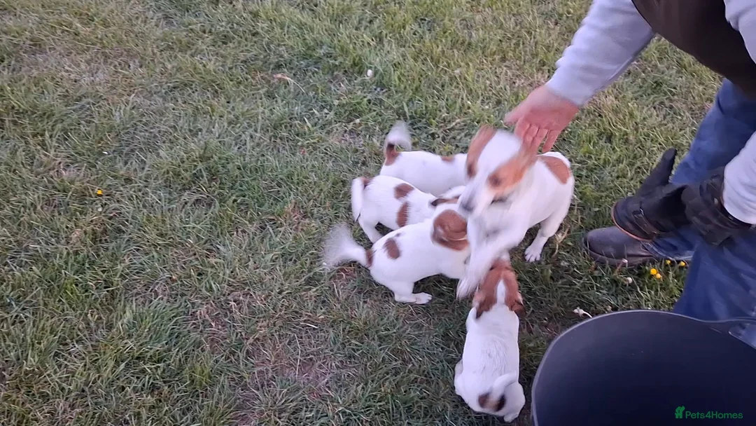 Jack Russell dogs for sale: Ideal working or family Jack russel pups in Northampton - Advert 6
