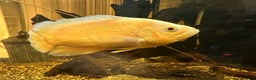 Other/Mixed Breed fish for sale: Albino Oscar - Advert 4