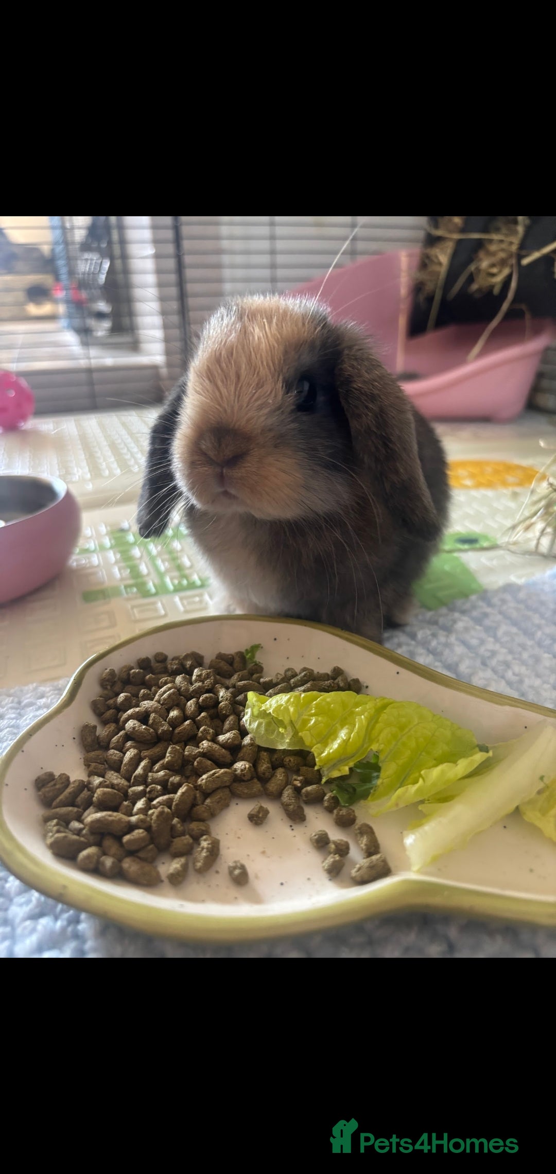Mini Lop rabbits for sale: Female Mini Lop  - Image 2