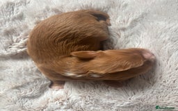 Cavalier King Charles Spaniel dogs for sale: Pugalier Pups ready for their new home!  - Image 15