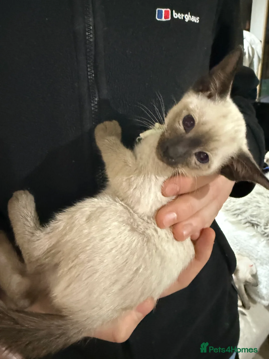 Siamese cats for sale: Siamese kittens  - Advert 22