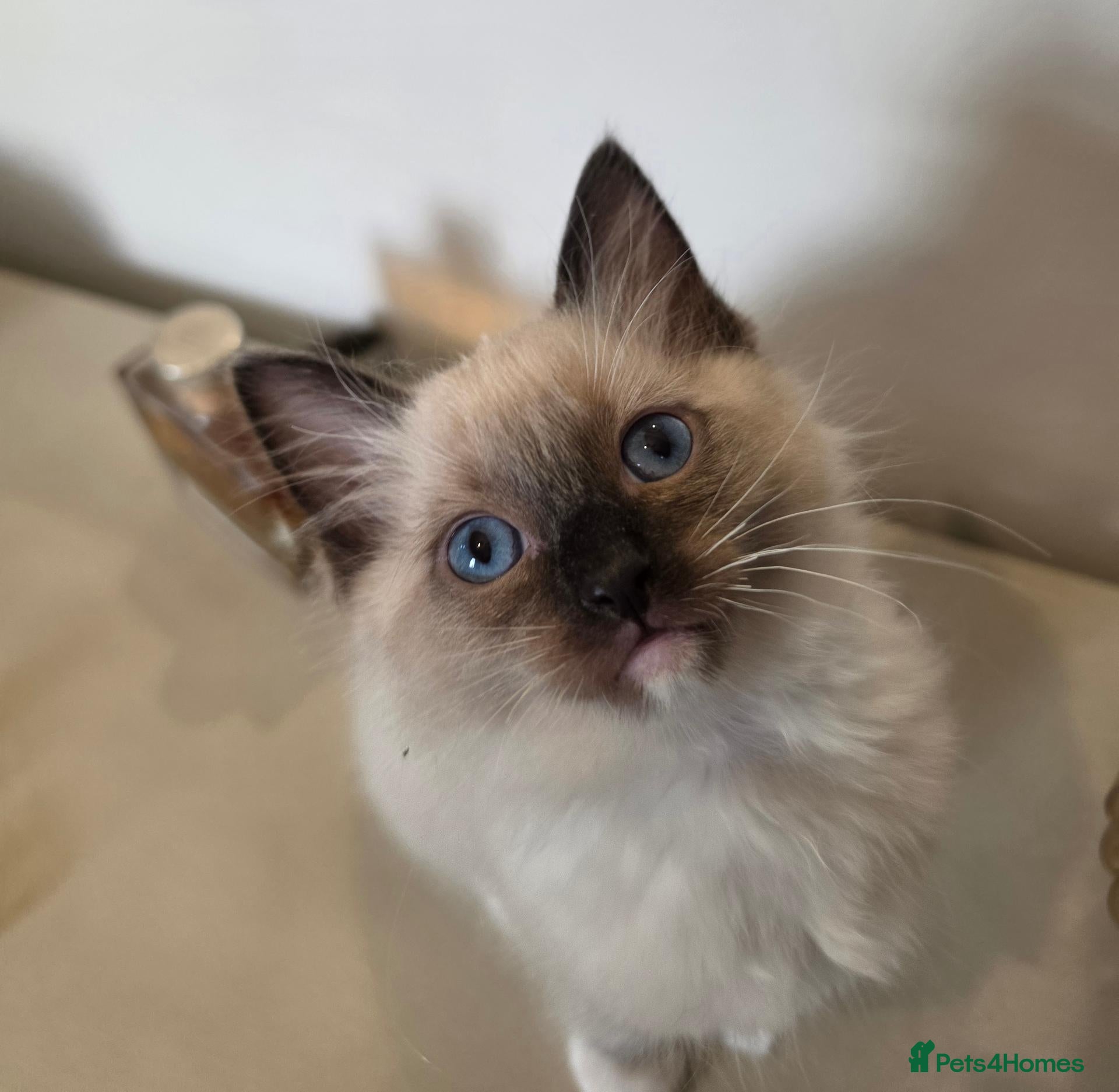 Ragdoll cats Stunning ragdoll kittens ready to leave - Advert 15