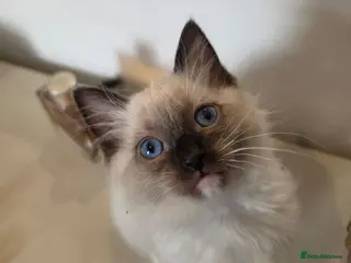 Ragdoll cats Stunning ragdoll kittens ready to leave - Advert 15