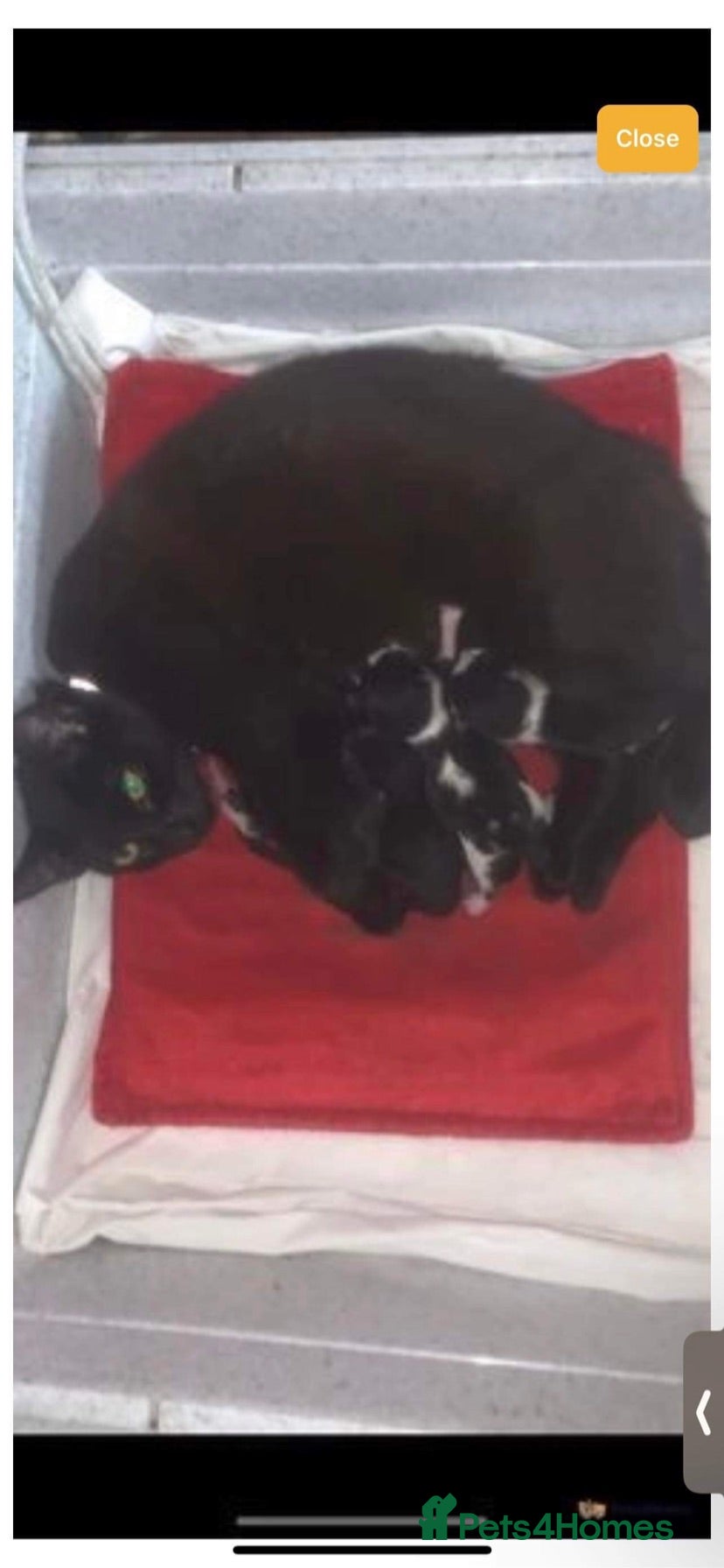 Mixed Breed cats Kittens  - Advert 1