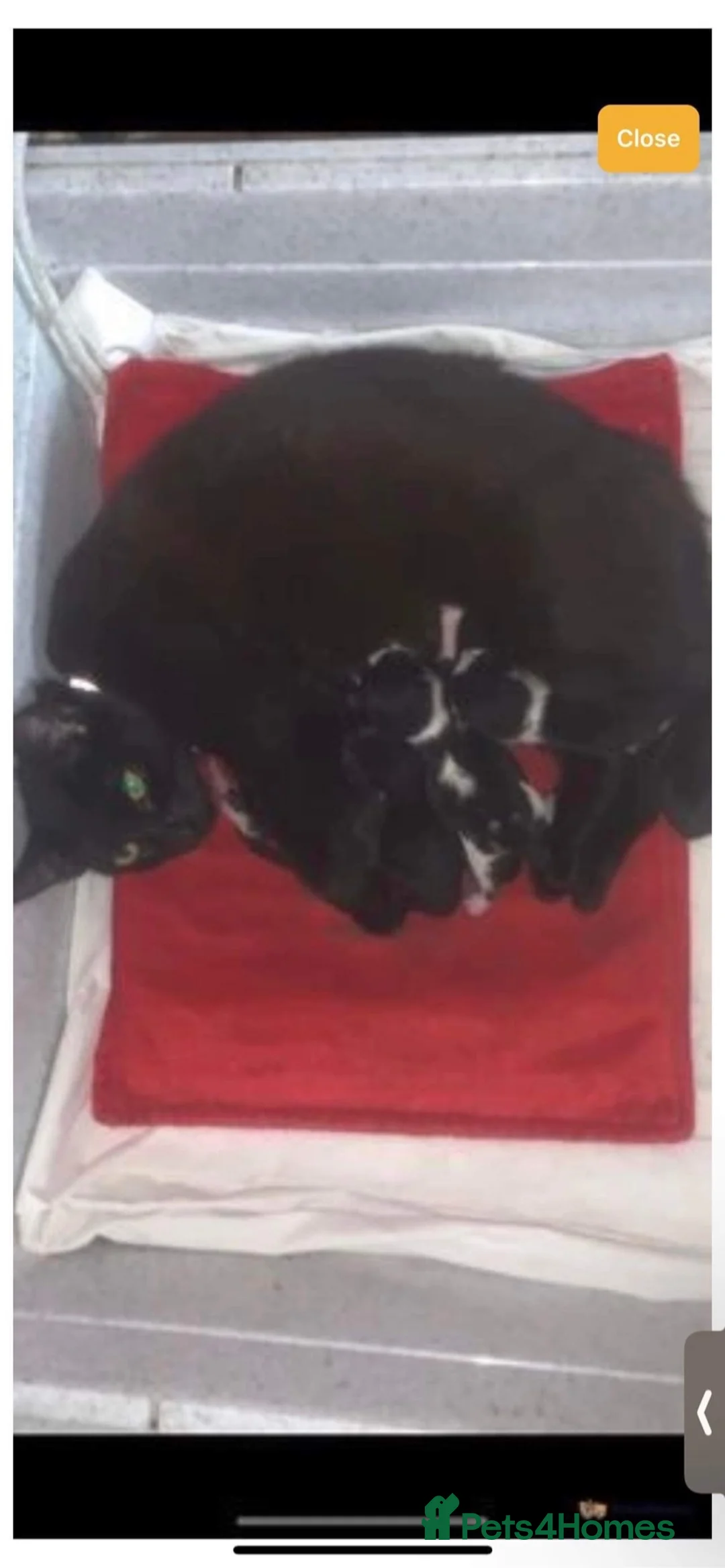 Mixed Breed cats for sale: Kittens  in Swansea - Advert 1