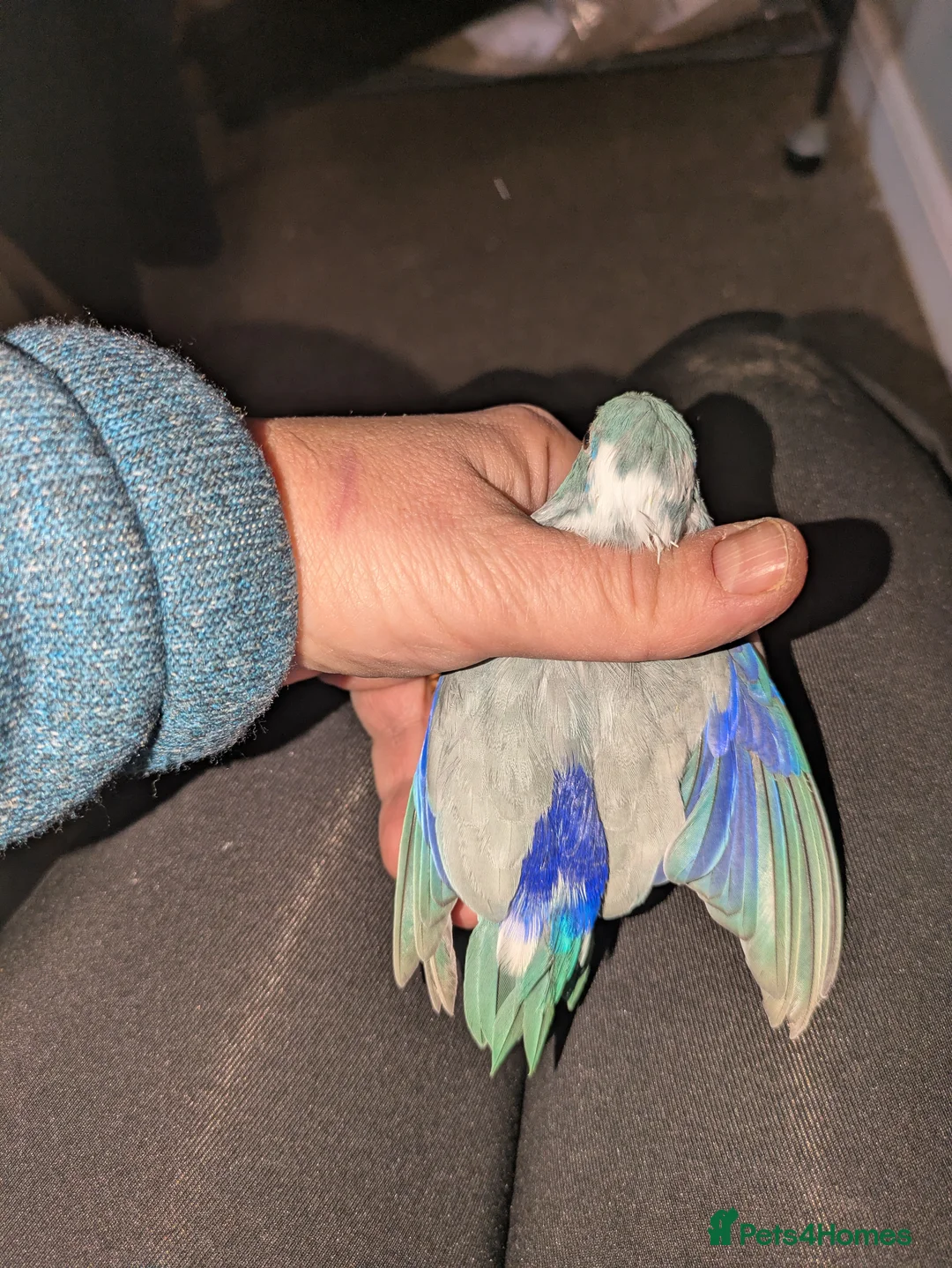 Parrots birds for sale: Male parrotlet.... please read - Advert 2