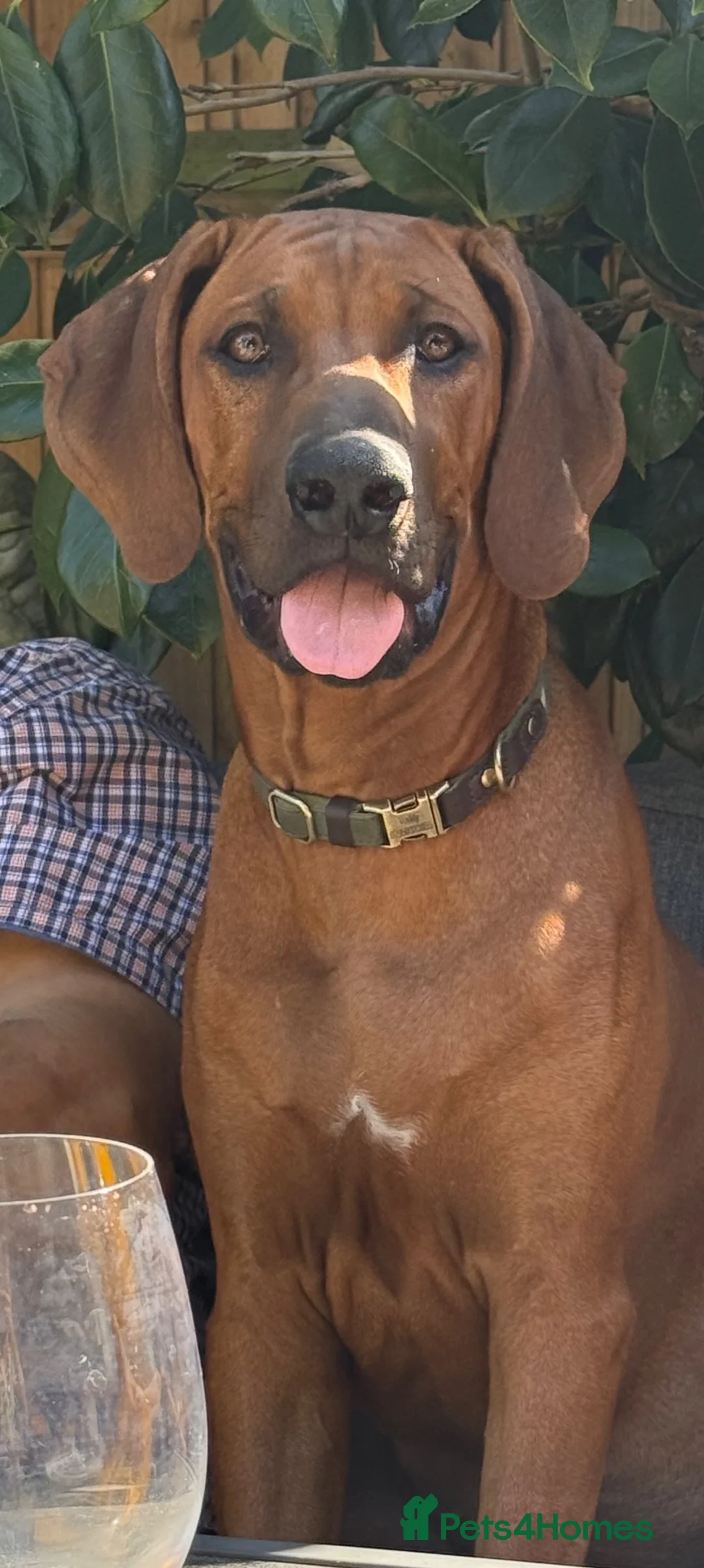 Rhodesian Ridgeback dogs for sale: Beautiful Boy 6 months Pure breed in London - Advert 2