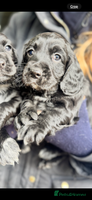 Cocker Spaniel dogs Working cocker spaniels - Advert 4