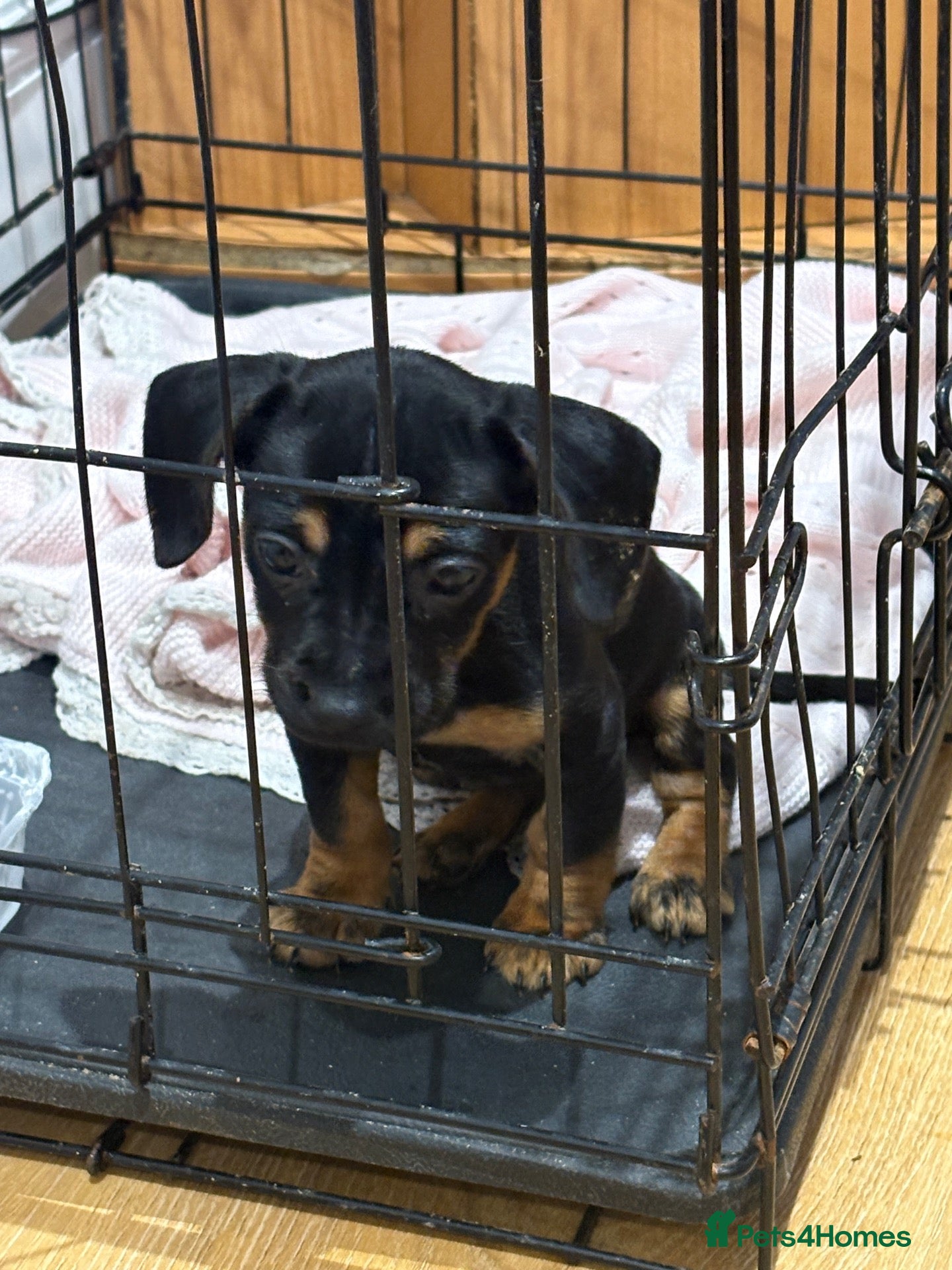 Mixed Breed dogs Massively reduced 1 last little girl  - Advert 14
