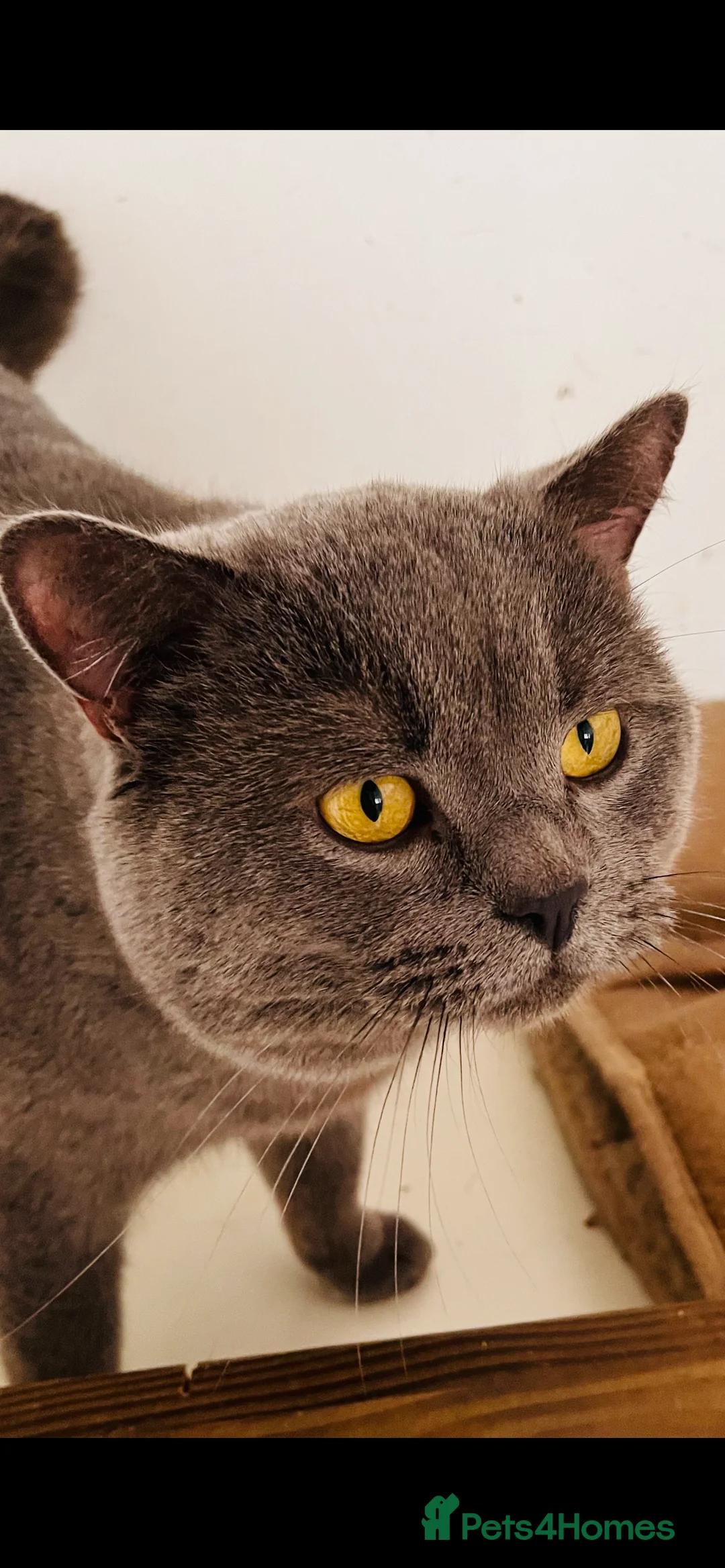 British Shorthair cats for stud: 🩶 British Shorthair Stud  in Alloa - Advert 2