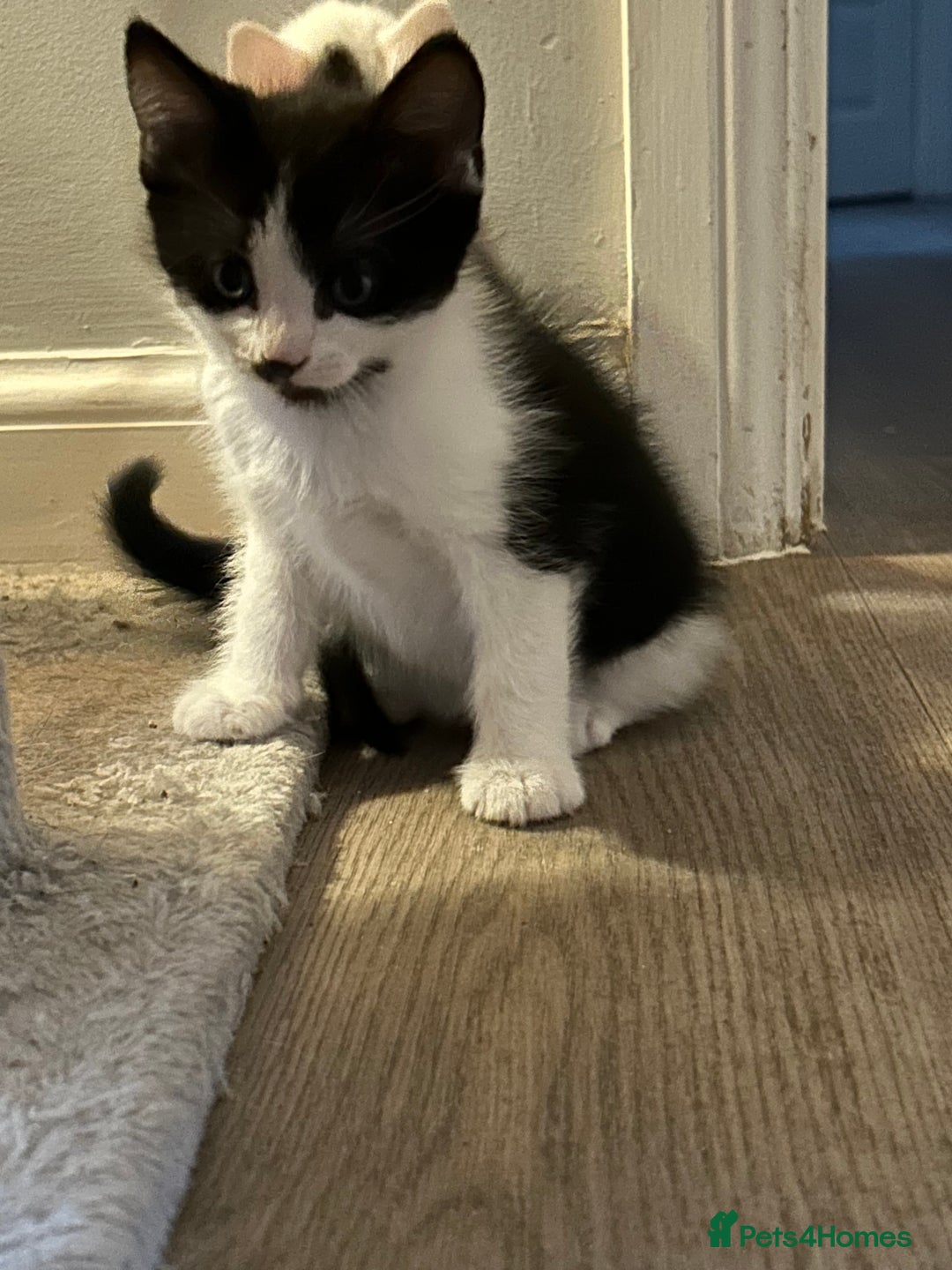 Mixed Breed cats for sale: 2 beautiful loving boys ready for new homes - Image 4