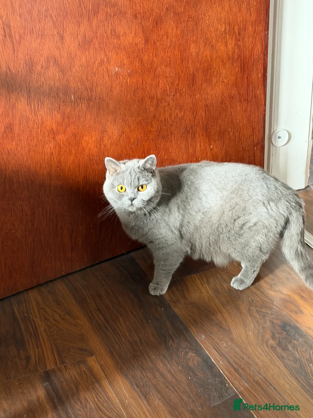 British Shorthair cats for sale: British Shorthair Female. - Advert 2