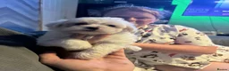 Maltese dogs for sale: Pure Bred Maltese Puppies for sale in London - Advert 4