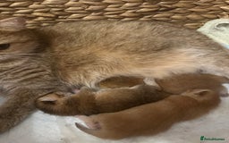 British Shorthair cats for sale: BSH golden kittens - Image 18