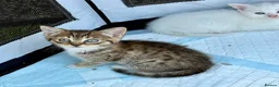 British Shorthair cats for sale: British Shorthair kittens. - Advert 24
