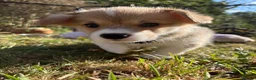 Welsh Corgi Pembroke dogs for sale: Welsh corgi (Pembroke) puppies - Advert 19