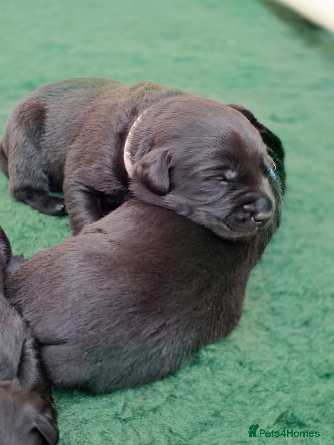 Labrador Retriever dogs for sale: Working labrador puppies for sale - Advert 8