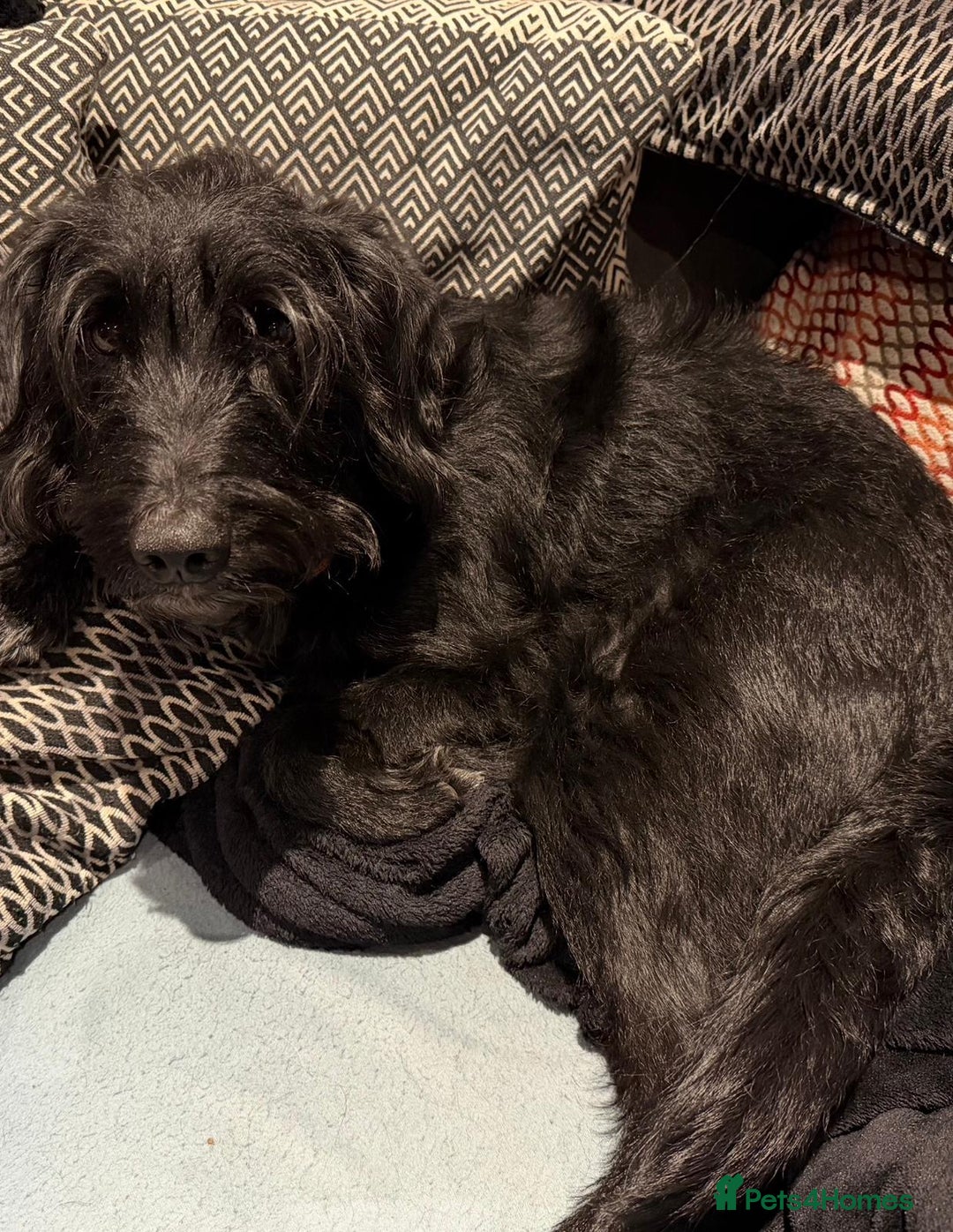 Mixed Breed dogs for adoption: Sweet Oscar Needs Love  - Advert 6