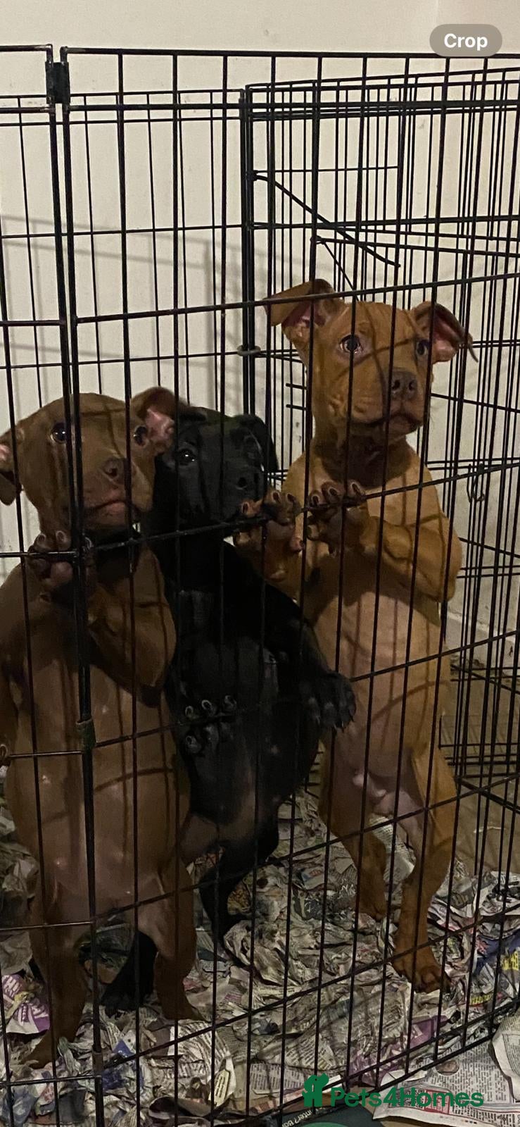 Mixed Breed dogs Pups for sale - Advert 1