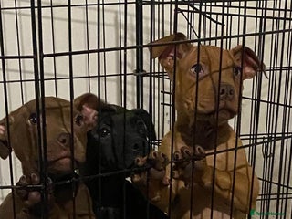 Mixed Breed dogs Pups for sale - Advert 9