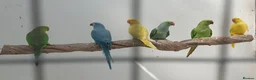 Ringnecks birds for sale: Indian Ringneck  - Advert 3