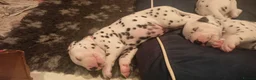 Dalmatian dogs for sale: Beautiful dalmatian puppies - Advert 36
