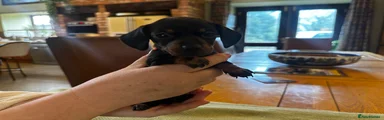 Miniature Dachshund Puppy 3