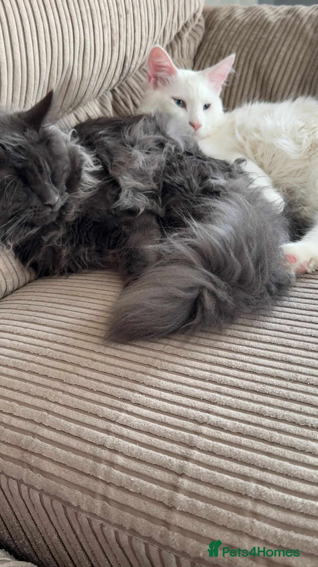 Maine Coon cats for stud: Maine Coon for STUD, 19 Months old in Lowestoft - Advert 2