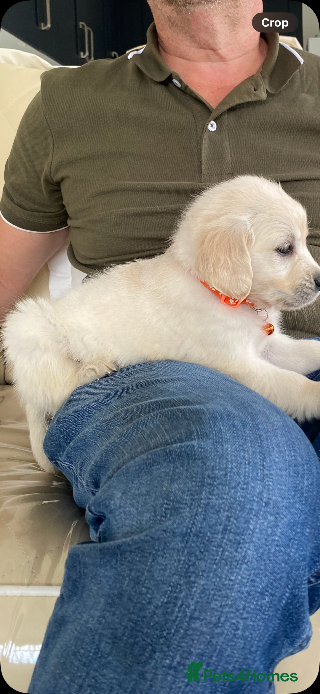 Golden Retriever dogs for sale: Fabulous golden retriever puppies  - Image 16