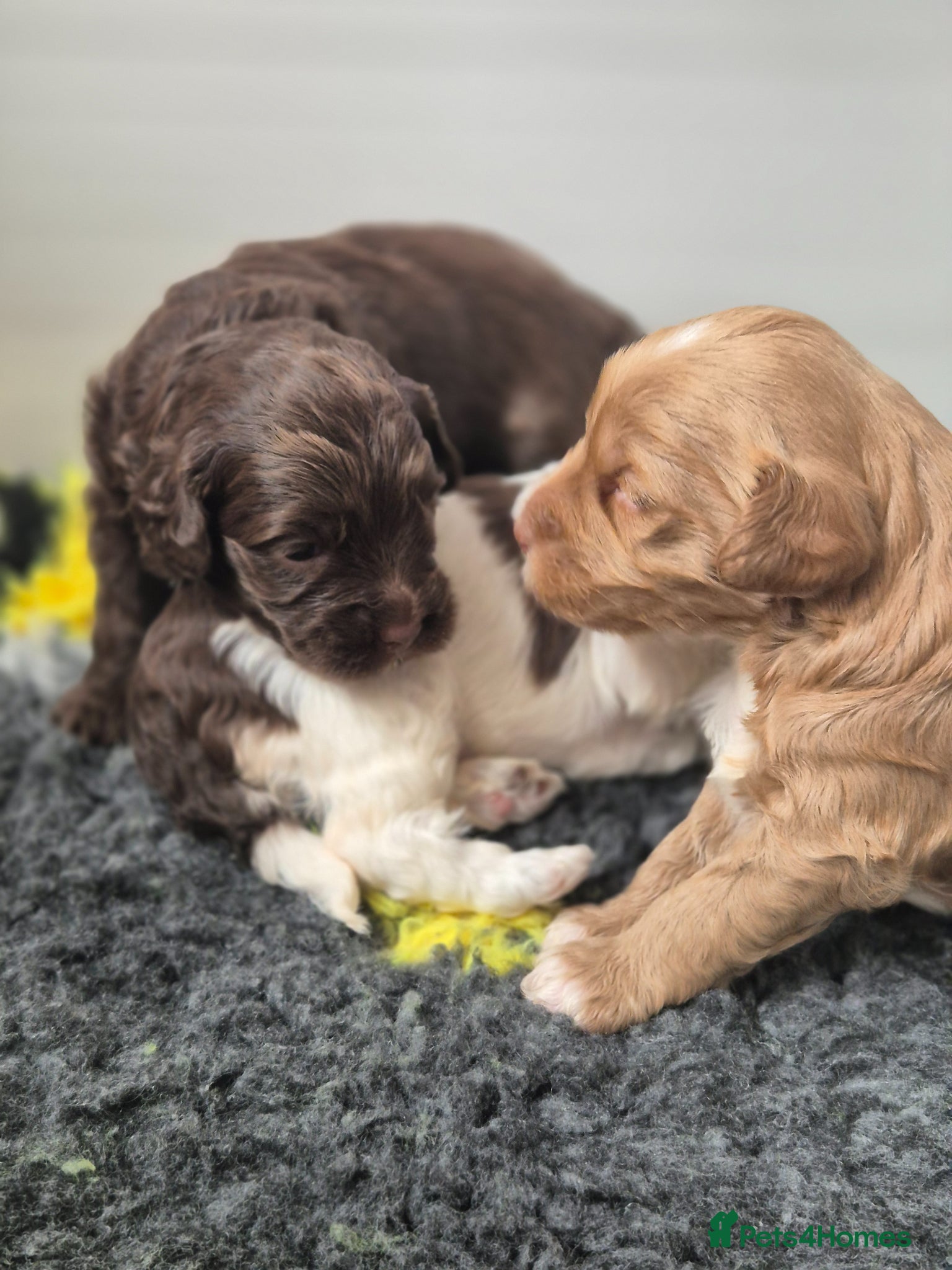 Australian Labradoodle dogs Australian Medium Labradoodles - Advert 1