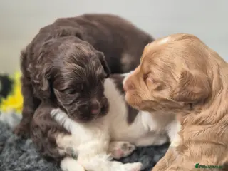 Australian Labradoodle dogs Australian Medium Labradoodles - Advert 1