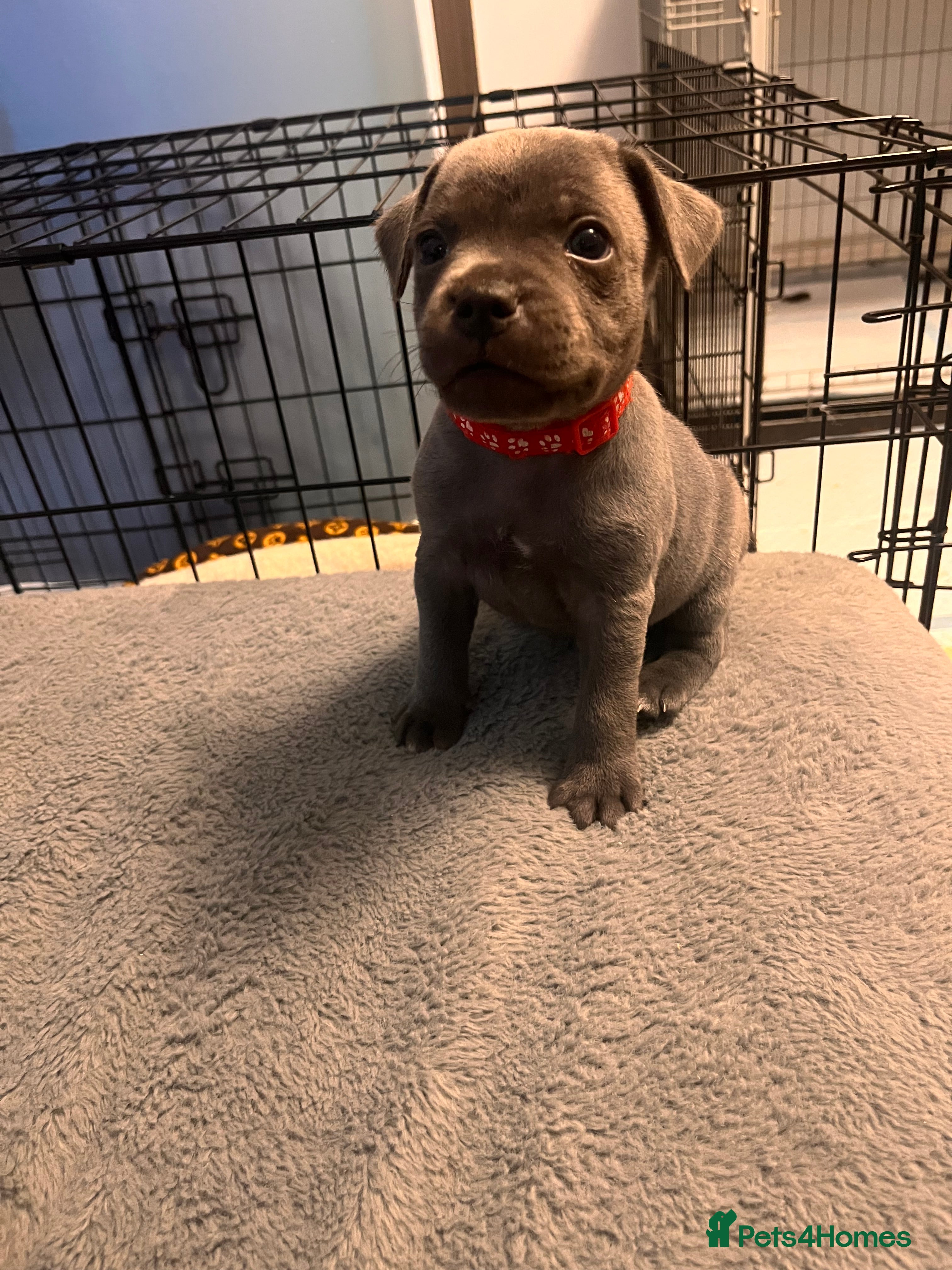 Staffordshire Bull Terrier dogs KC Registered Staffordshire Bull Terrier  - Advert 2