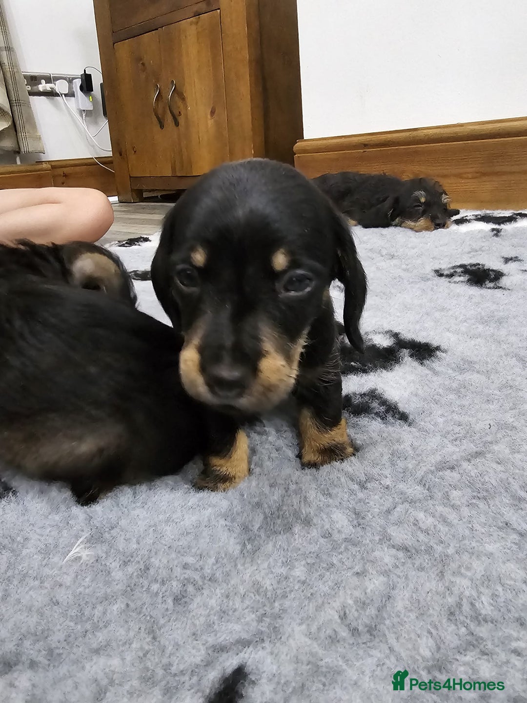 Dachshund dogs for sale: Kc wirehaired daschund puppies  - Image 21