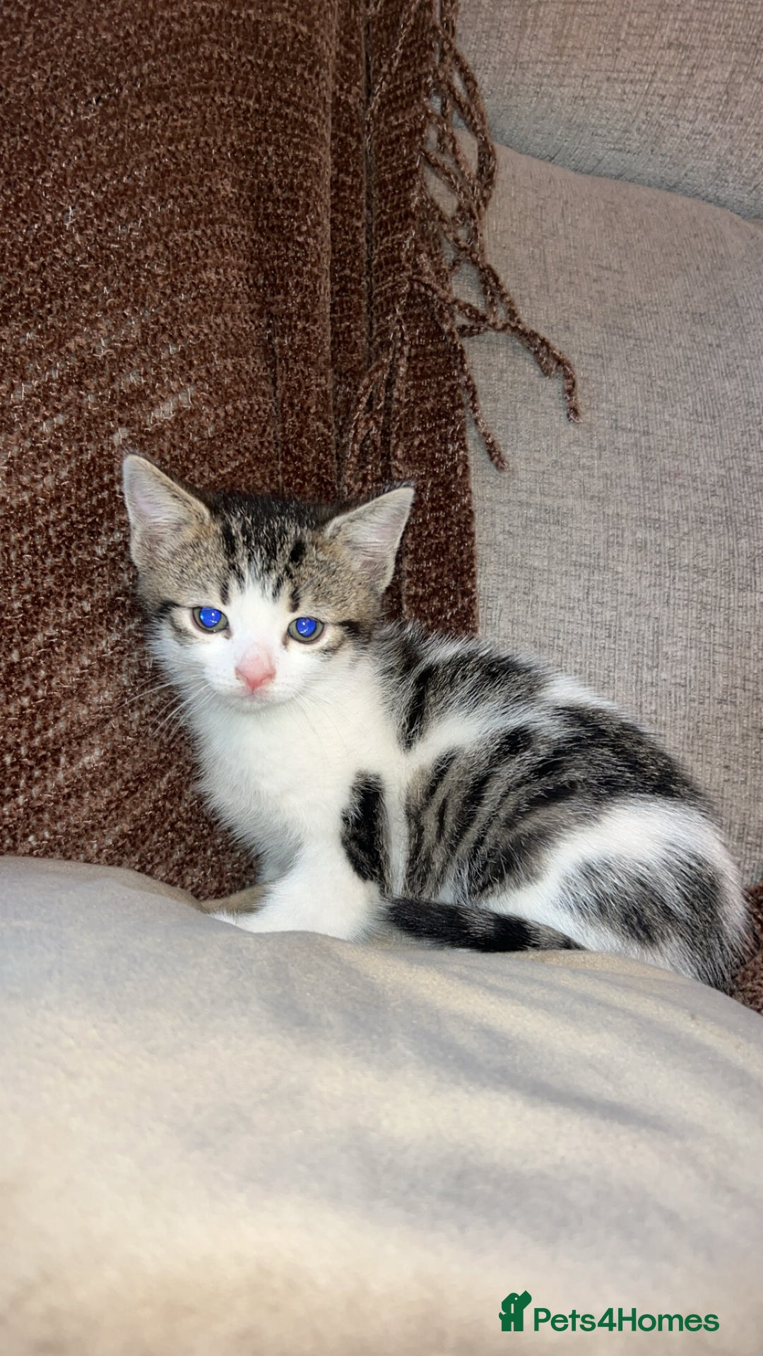 Mixed Breed cats for sale: Kittens  - Advert 3