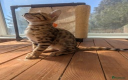 Bengal cats for sale: Bengal Kittens Purebred with Champion Lines  - Image 35